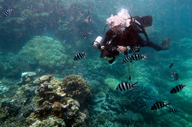 Coral reef in science news & online news