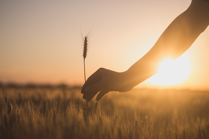 Wheat harvest in breaking news & world news