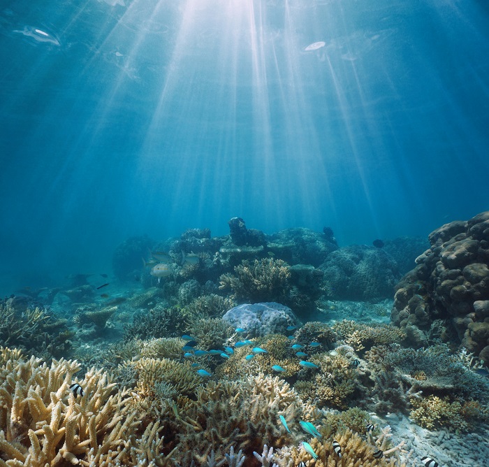 A coral reef in the Pacific in science news & online news