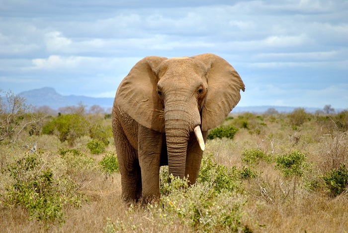 An elephant in Kenya in online news & headline news