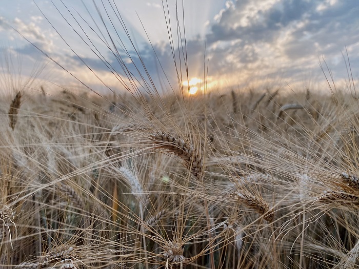 A wheat field in online news & world news