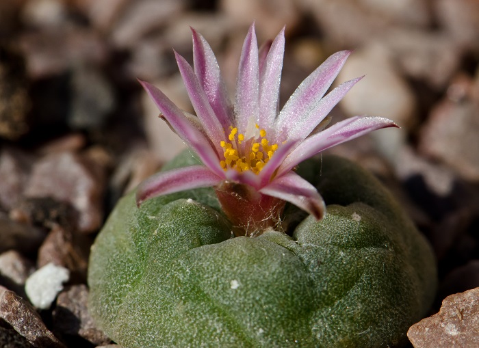 A peyote plant in online news & headlines