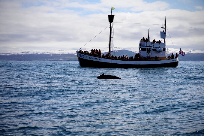 Whale watching in Husavik Iceland in world news & online news