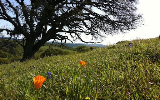 Solano Land Trust in headline news & online news