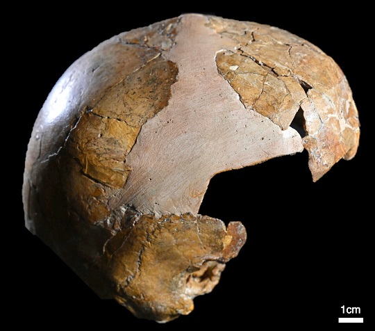 humans interbred Neanderthals